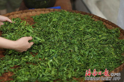 五指山毛纳村 发展茶叶种植产业 助力乡村振兴