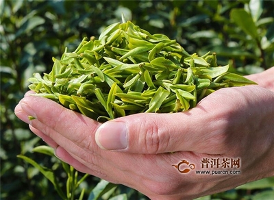 龙井43和群体种哪个好,都是珍贵的茶树品种!