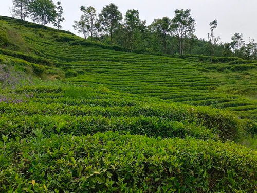 汉中第三批生态茶园风采 宁强篇