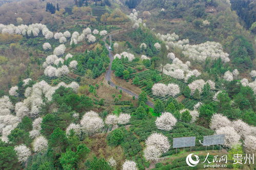 贵州久安 煤山变茶山 绿了山岭富了山村 高清组图