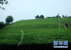 长在田地里的农垦改革 组图