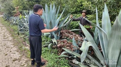 油松岭乡的 茶书记