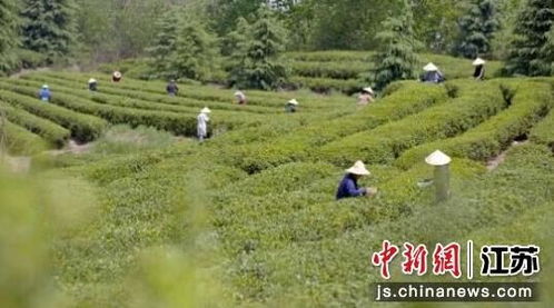 南京浦口区桥林街道春茶上市 邀约市民共寻春味